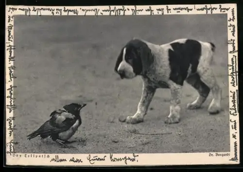 AK Bernhardinerwelpe trifft auf eine Krähe