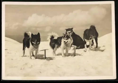 AK Polarhund auf Jungfraujoch, Hundegespann