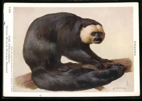 Künstler-AK British Museum, Saki, Pithecia pithecia