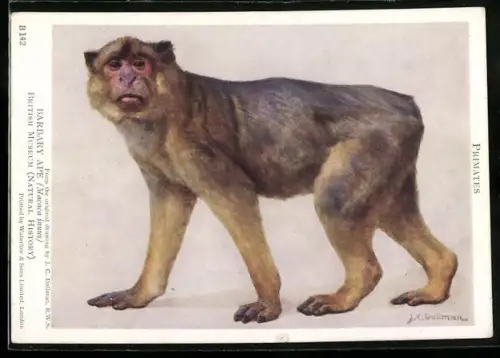 Künstler-AK British Museum, Barbary Ape, Macaca inuus