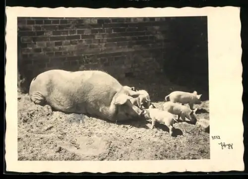 AK Liegendes Schwein mit Ferkeln