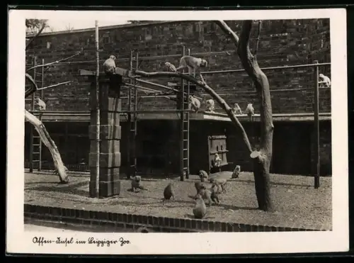 AK Leipzig, Affen in ihrem Gehege im Leipziger Zoo