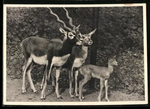 AK Etelsen /Bremen, Orix-Antilopen im Tierpark Schloss Etelsen