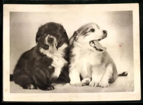 Foto-AK Zwei fröhliche Hundewelpen