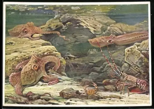 AK Berliner Aquarium, Grosse Tintenfische (Octopus) und Languste