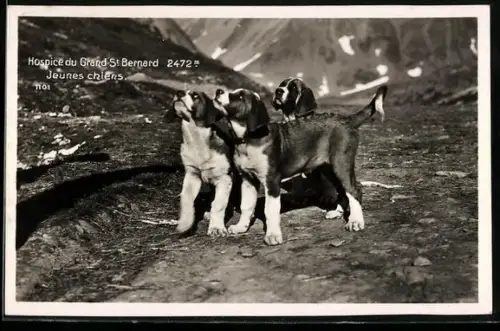 AK Hospice du Grand St. Bernard, Jeunes chiens, Bernhardinerwelpen