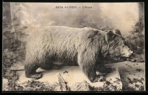 AK Savoie, Ausgestopfter Bär von der Seite