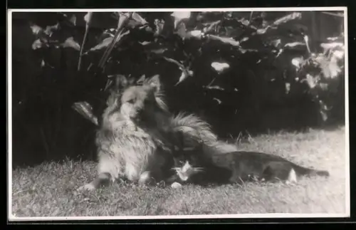 Foto-AK Schwarz-weisse Katze liegt neben einem Hund