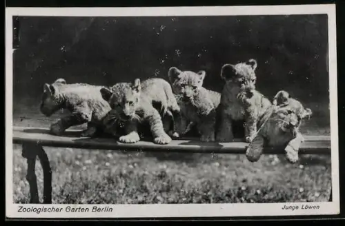 AK Berlin, Zoologischer Garten, Löwenjunge auf einer Bank