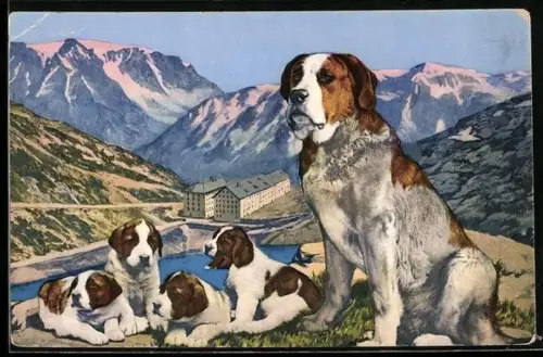 AK Hospice du Grand St-Bernard, Bernhardiner mit Welpen