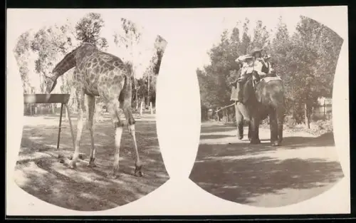 Foto-AK Pretoria, Elefant mit Reitern und Giraffe