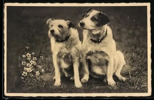 Foto-AK Zwei fokussierte Terrier sitzen auf einer Wiese