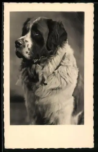 AK Bernhardiner, sitzend, Portrait
