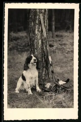 AK Spaniel sitzt stolz neben einem Baum mit Gewehr