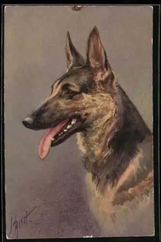 AK Bildnis eines Schäferhundes mit heraushängender Zunge