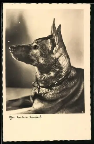 AK Ein treuer Freund, Schäferhund im Profil