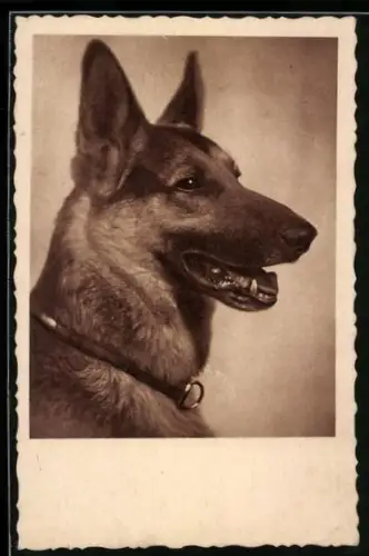 AK Schäferhund mit treuem Blick