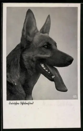 AK Deutscher Schäferhund mit offenem Maul