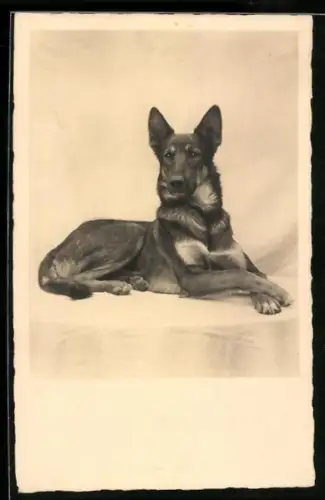 AK Schäferhund liegt elegant vor hellem Hintergrund