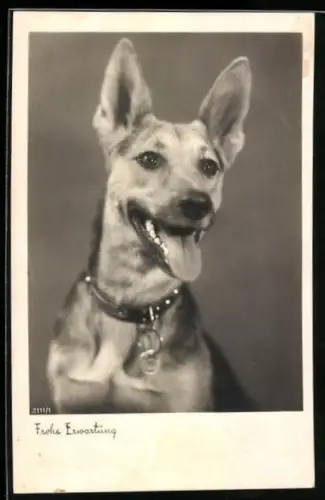 AK Hund mit Halsband schaut freudig nach vorne