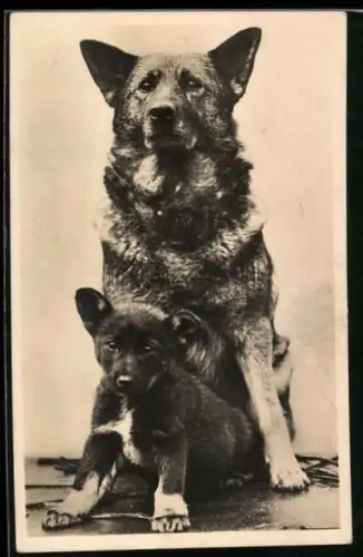 AK Elchhündin mit ihrem Welpen