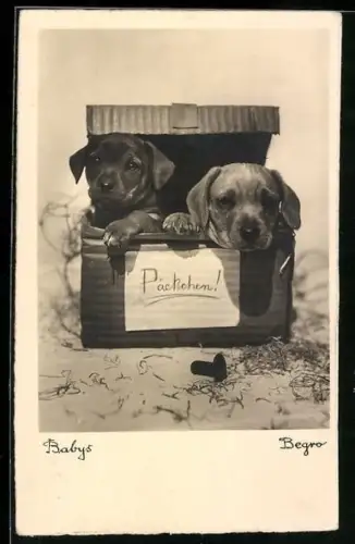 AK Zwei Dackel-Babys in einem Päckchen