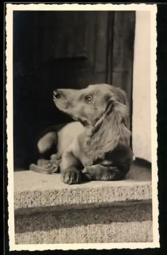 Foto-AK Hund liegt auf einer Türschwelle 1956