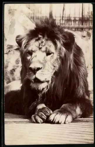 AK Liegender Löwe mit Mähne