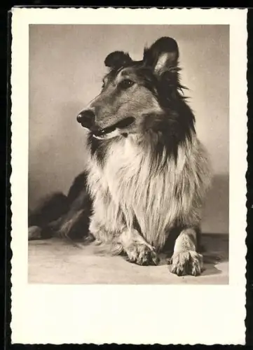 AK Aufmerksamer Collie in liegender Position