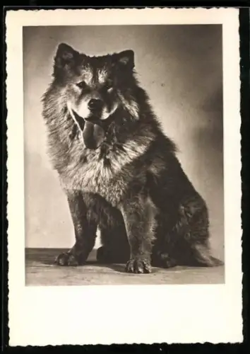 AK Portrait eines Chow-Chow mit heraushängender Zunge