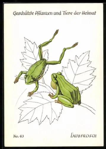 Künstler-AK Laubfrösche auf Blättern