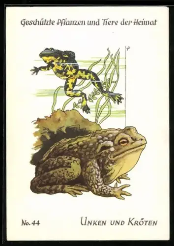 AK Geschützte Pflanzen und Tiere der Heimat Nr. 44, Unken und Kröten