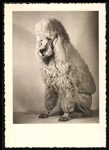 AK Weisser Königspudel, Portrait