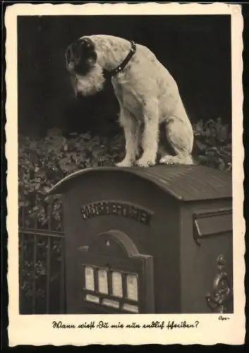 AK Kleiner Terrier sitzt auf einem Postbriefkasten