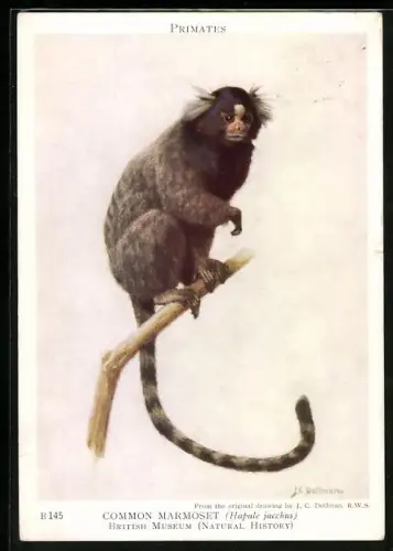 Künstler-AK Common Marmoset, Hapale jacchus