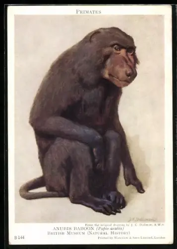 Künstler-AK Anubis Baboon, Papio anubis