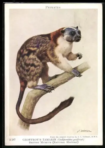 Künstler-AK Geoffroy`s Tamarin, Oedipomidas geoffroyi