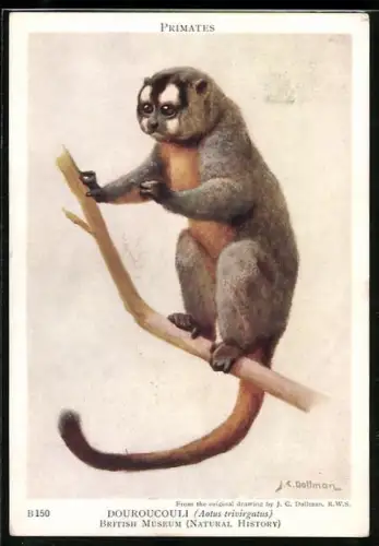 Künstler-AK Douroucouli, Aotus trivirgatus