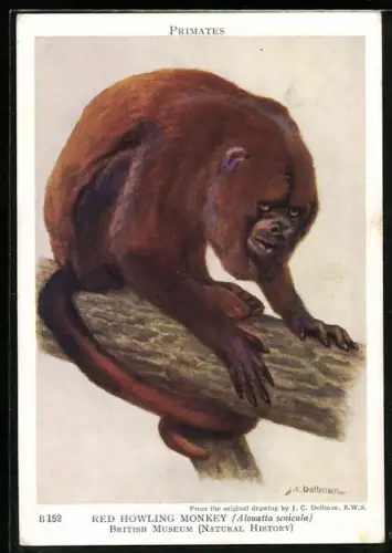 Künstler-AK Red Howling Monkey, Alouatta senicula