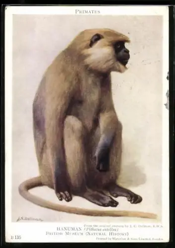 Künstler-AK Hanuman, Pithecus entellus