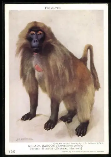 Künstler-AK Gelada Baboon, Theropithecus gelada