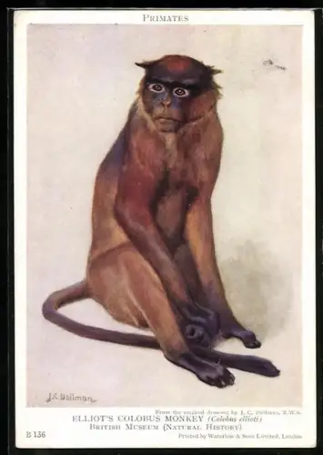 Künstler-AK Elliot`s Colobus Monkey, Colobus ellioti