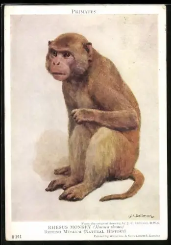 Künstler-AK Rhesus Monkey, Macaca rhesus