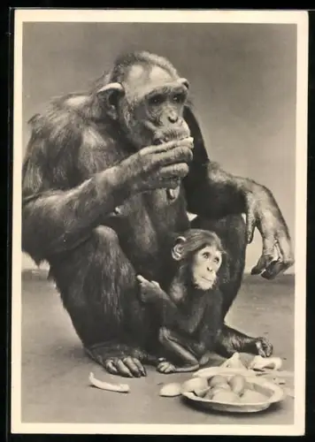 AK Schimpanse Fine mit Jungem Sannchen beim Essen