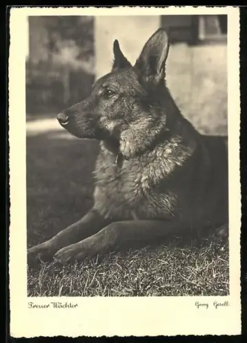 AK Schäferhund auf einer Wiese