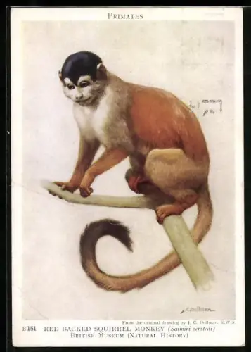 AK Red Backed Squirrel Monkey, Saimiri oerstedi