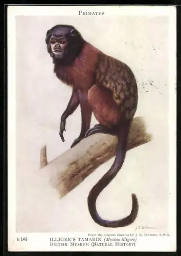 AK Illiger`s Tamarin, Mystax illigeri