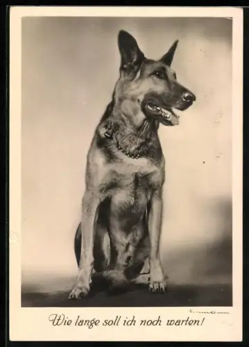 AK Wie lange soll ich noch warten!, Schäferhund