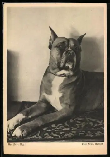 AK Auf einem Teppich liegender Hund