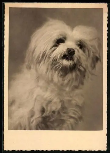Foto-AK Portrait eines Shih Tzu